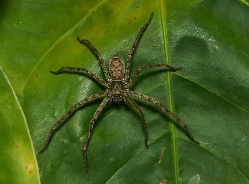 Dangerous Bugs in Hawaii