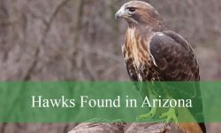 15 Types of Hawks in Arizona (With Pictures and Identification)