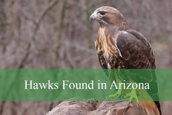 Hawks Found in Arizona