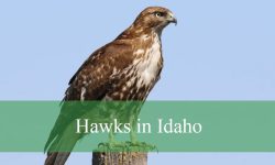 10 Types of Hawks in Idaho (With Pictures and Identification)