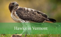 8 Types of Hawks in Vermont (With Pictures and Identification)