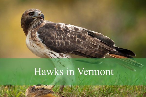 Hawks in Vermont