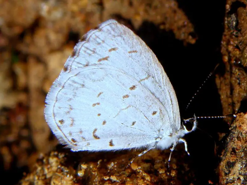 Blue Butterflies in Virginia