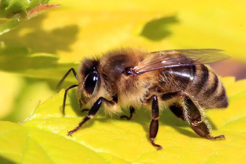 Dangerous Stinging Insects in Washington State