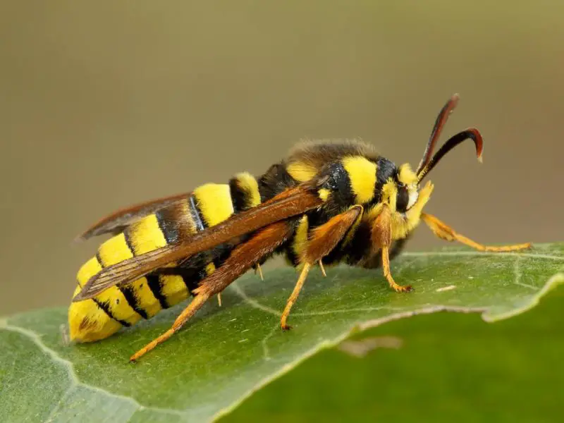 Stinging Insects in Michigan