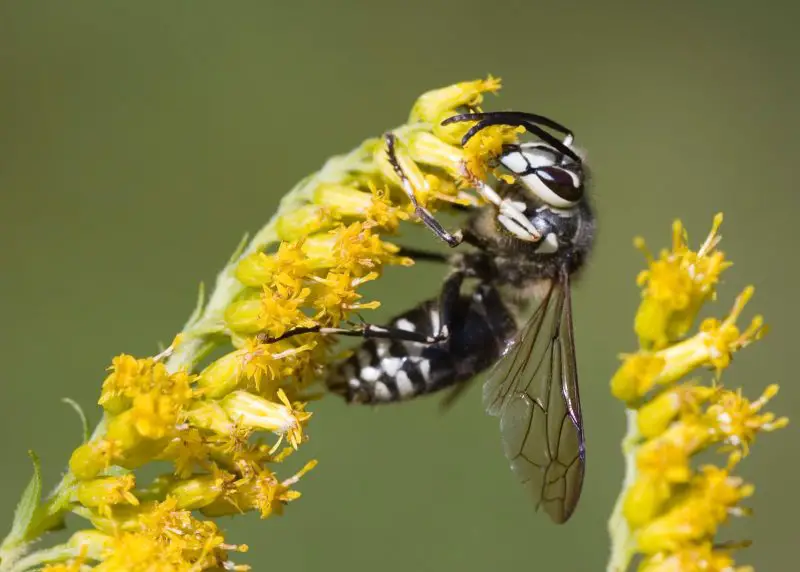 Stinging Insects in North Carolina