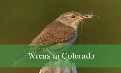 5 Types of Wrens in Colorado (With Pictures and Identification)
