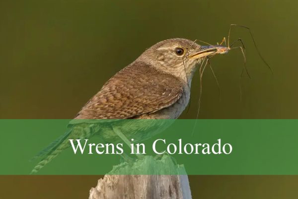 Wrens in Colorado