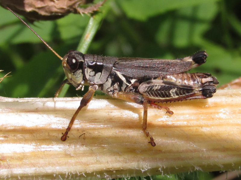 Grasshoppers in Montana