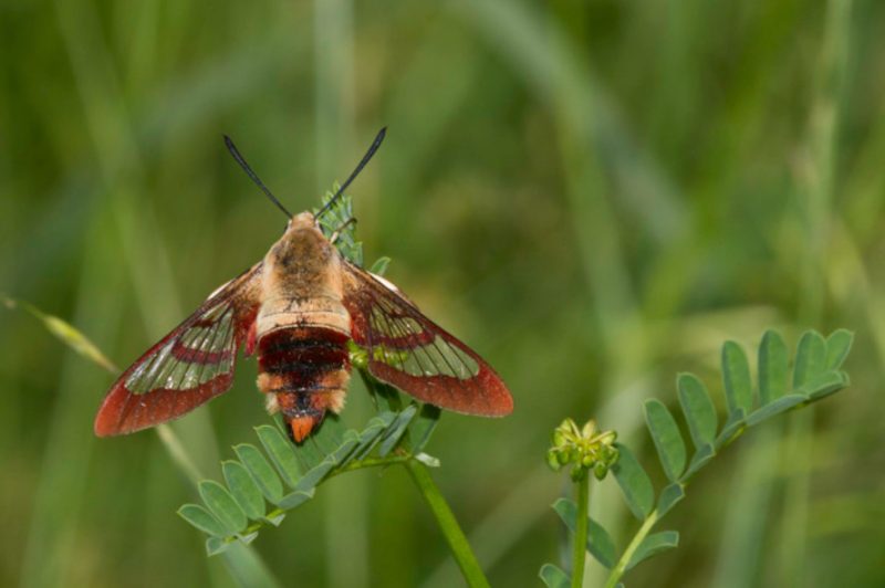 Moths in Colorado