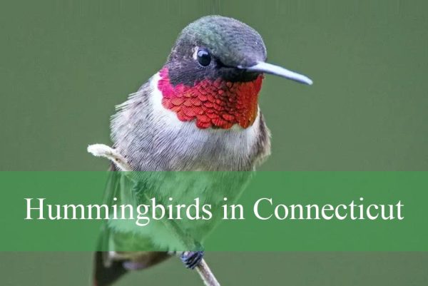Hummingbirds in Connecticut