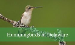 7 Hummingbirds in Delaware (With Pictures and Identification)