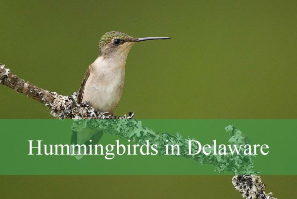 Hummingbirds in Delaware