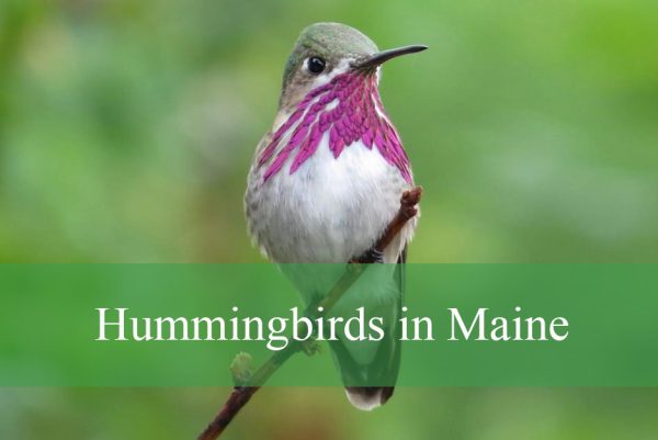 Hummingbirds in Maine
