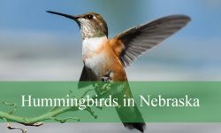 7 Hummingbirds in Nebraska (With Pictures and Identification)