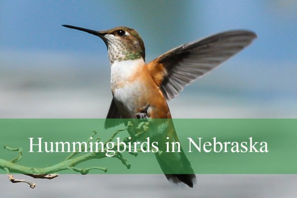 Hummingbirds in Nebraska