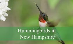 4 Hummingbirds in New Hampshire (Pictures and Identification)
