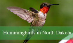 5 Hummingbirds in North Dakota (With Pictures and Identification)