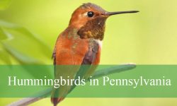 7 Hummingbirds in Pennsylvania (With Pictures and Identification)