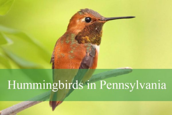 Hummingbirds in Pennsylvania
