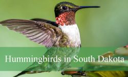 6 Hummingbirds in South Dakota (Pictures and Identification)