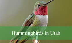 11 Types of Hummingbirds in Utah (With Pictures and Identification)