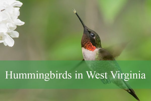 Hummingbirds in West Virginia