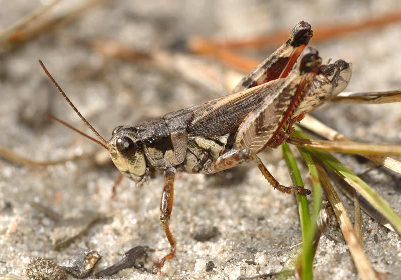 Grasshoppers in Montana