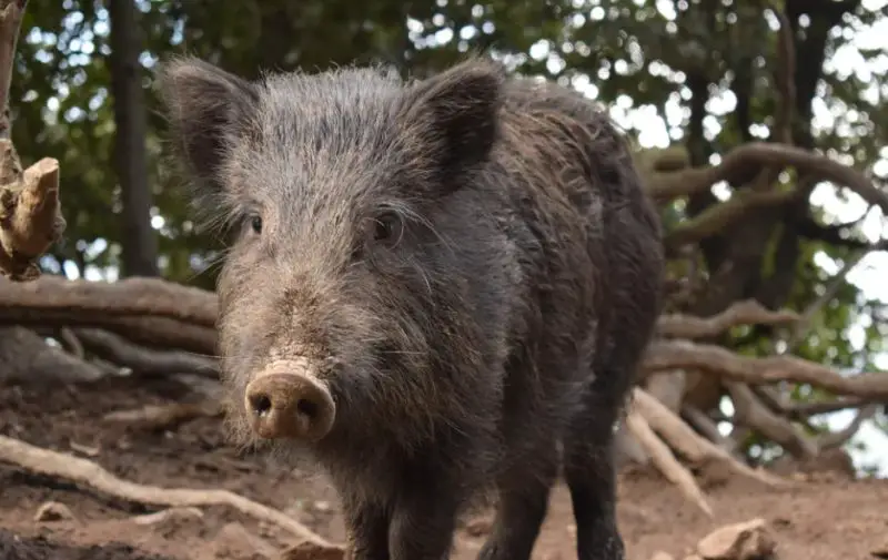 Feral Pigs in North Carolina