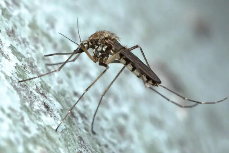 Mosquitoes in Arizona