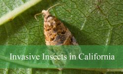 10 Most Common Types of Invasive Insects in California