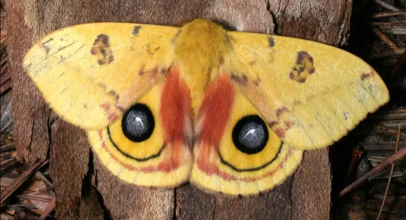 Moths in Colorado
