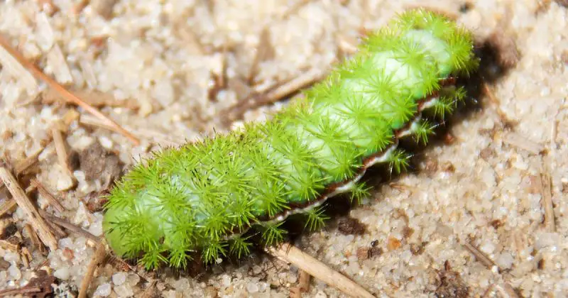 Poisonous Caterpillars in Florida