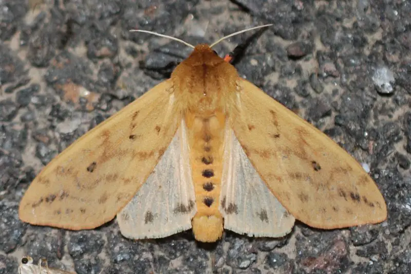 Moths in Colorado
