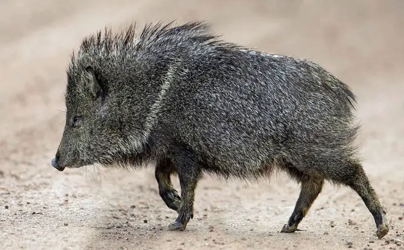 Feral Pigs in Arizona