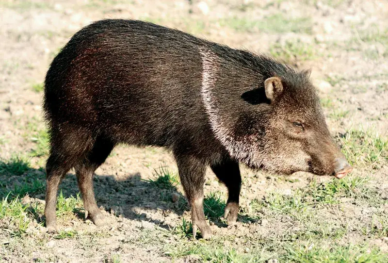 Feral Pigs in California