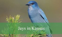 4 Types of Jays in Kansas (With Pictures and Identification)