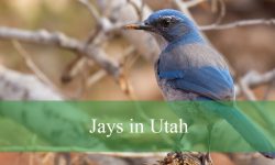 3 Types of Jays in Utah (With Pictures and Identification)