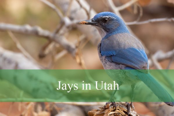 Jays in Utah