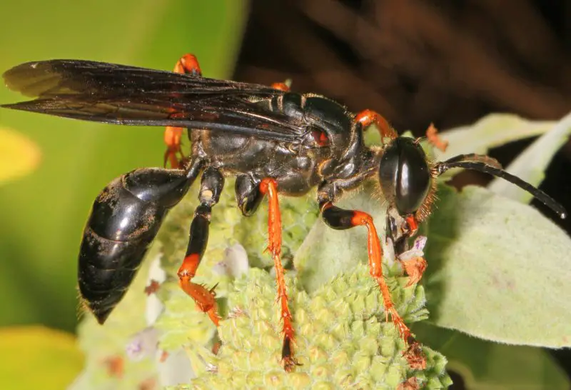 Types of Wasps in Ohio