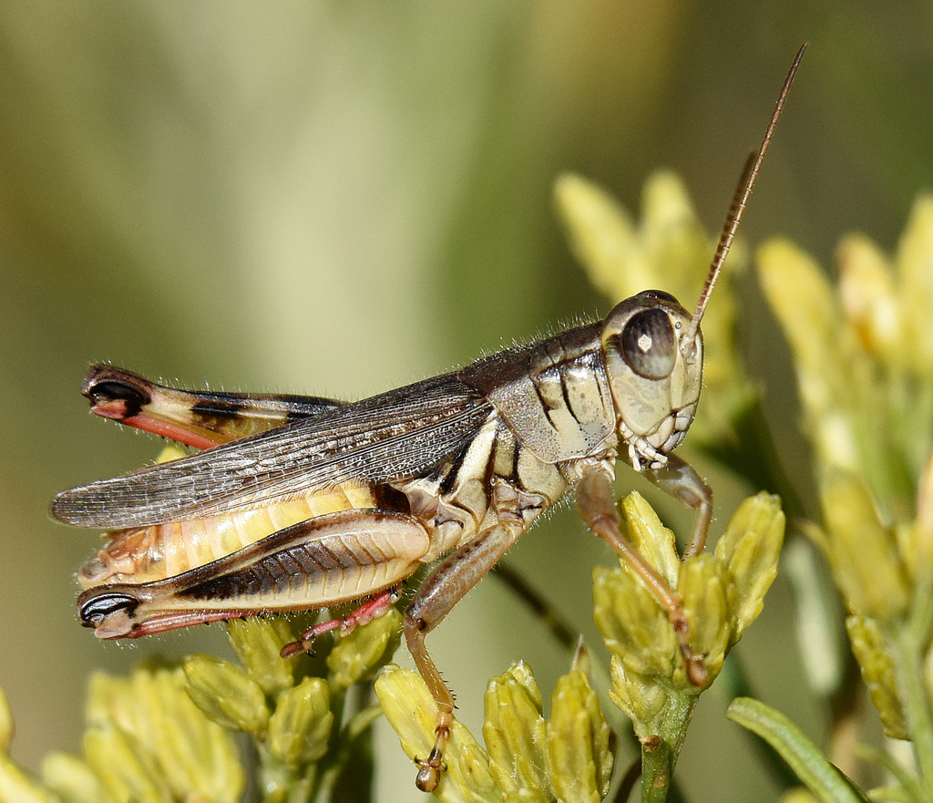 Grasshoppers in Montana