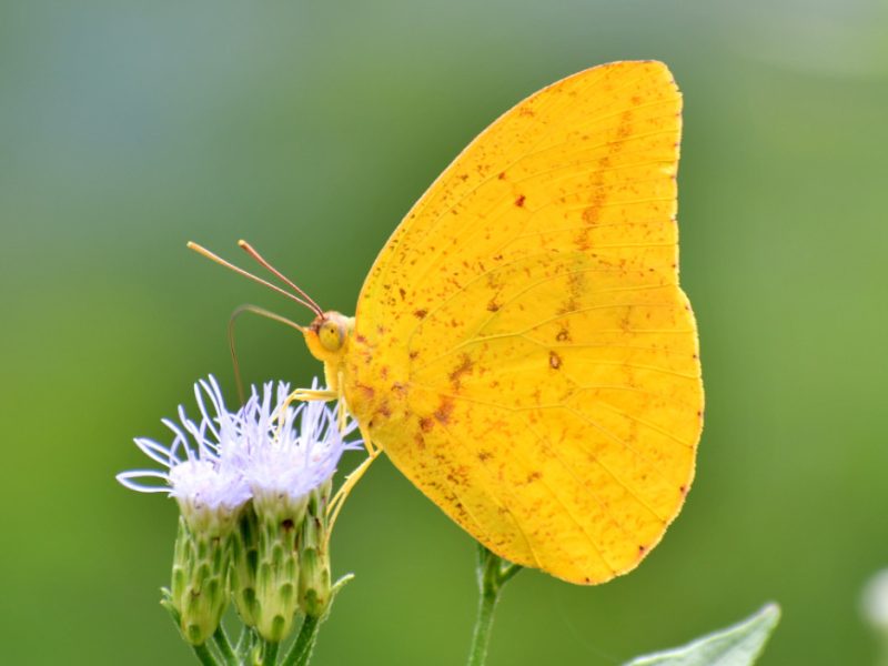 Yellow Butterflies in Florida