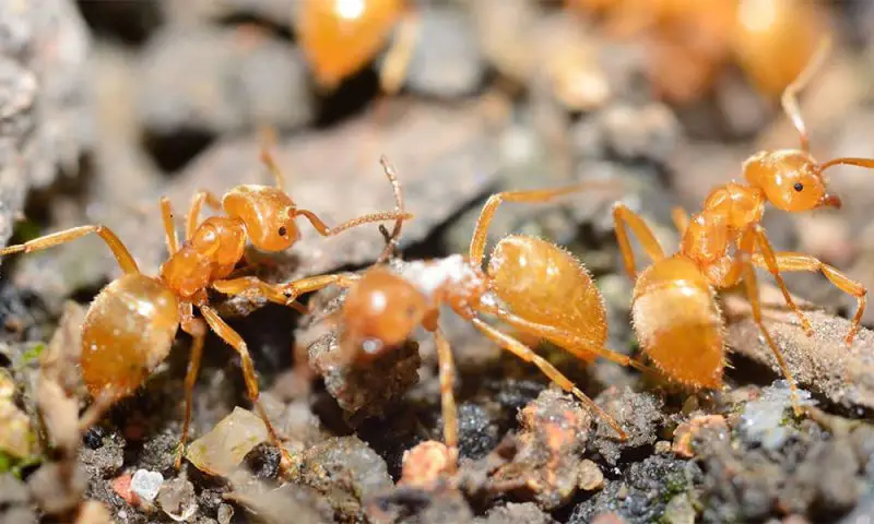 Ants in Massachusetts