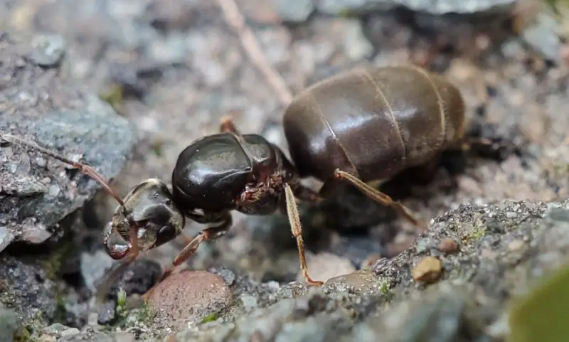 Biting Ants in Ohio