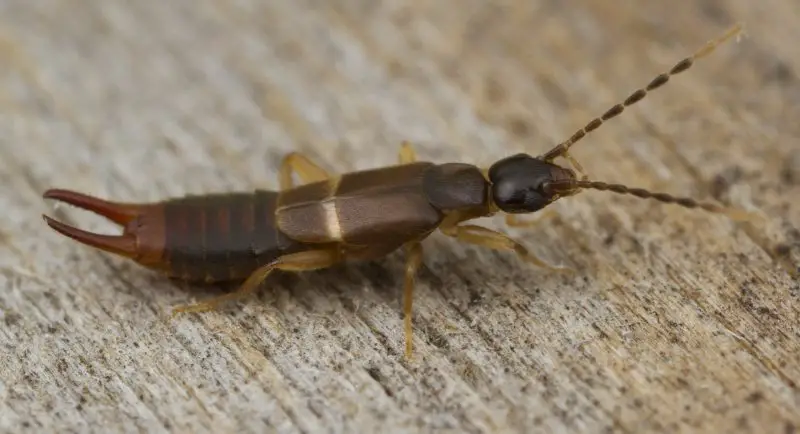 Earwigs in Florida