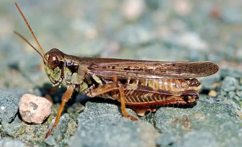 Grasshoppers in Arizona