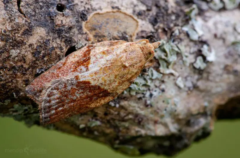 Invasive Insects in California