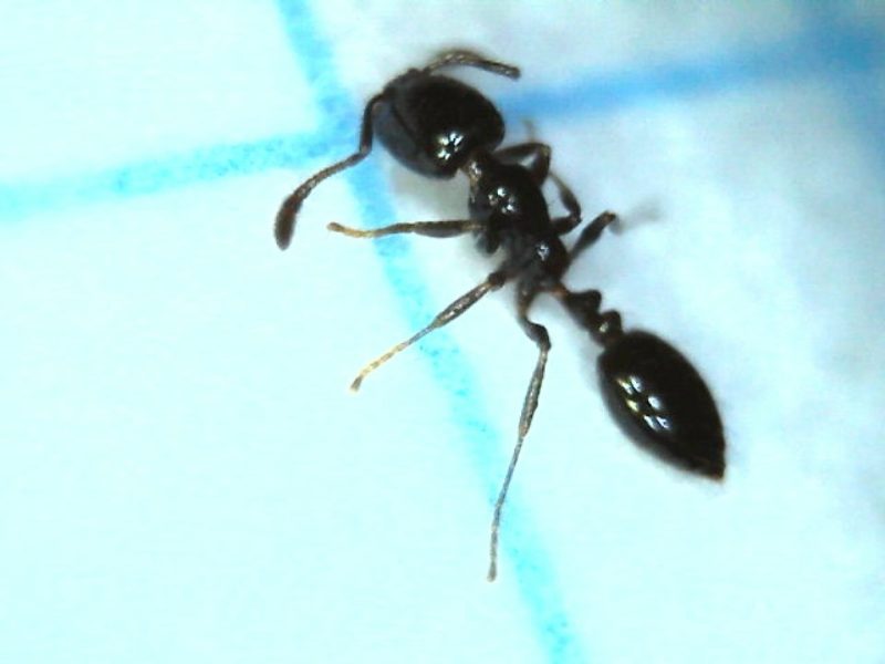 Biting Ants in North Carolina