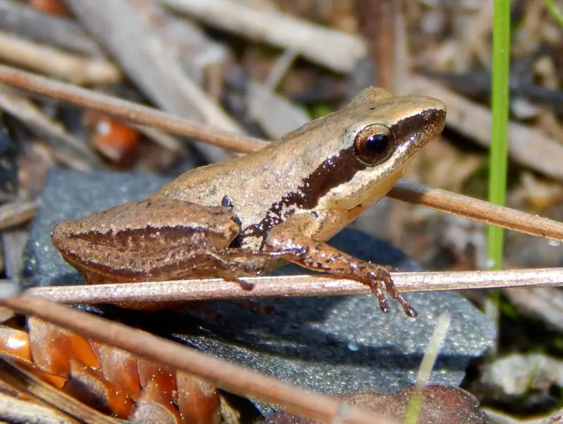 frogs in Georgia