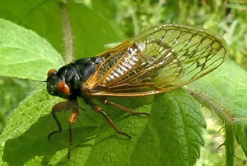 Cicadas in Florida